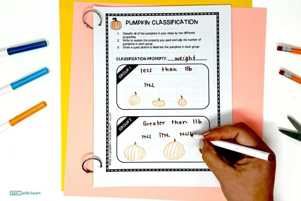Student completing a pumpkin classification activity by sorting pumpkins by weight and recording data with tally marks.